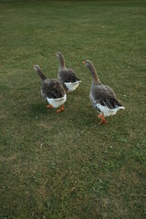 Three geese running, room for copy