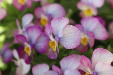 Fototapeta na wymiar close up of pink and white flowers
