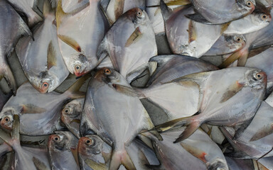 Pile of Fresh Silver Pomfret or White pomfret fish.