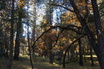 Backlit oak leaves in Iron Creek Campground, off scenic drive Highway 152 in the Black Range of New Mexico's Gila National Forest
