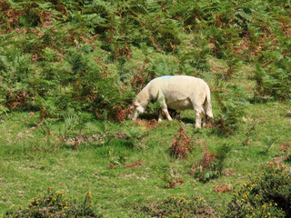 White sheep grazing on a steep mountain side in green gras and ferns in Snowdonia National Park, North Wales