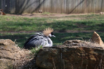 east african grey crowned crane, room for copy