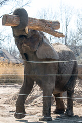 elephant carrying tree trunk