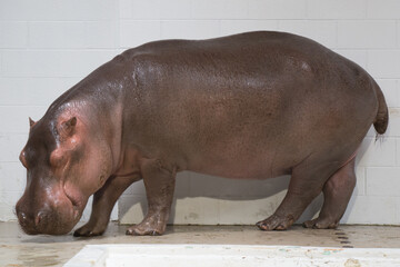 hippopotamus in zoo