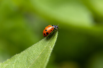 ladybug on leaf