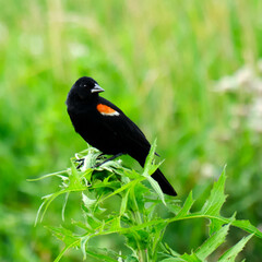 agelaius, agelaius phoeniceus, animal, animalia, aves, biology, bird, bird watching, birding, birdwatching, black, blackbird, chordata, colorful, icteridae, natural, nature, ornithology, passeriformes