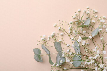 Beautiful gypsophila flowers and eucalyptus branches on beige background, top view. Space for text