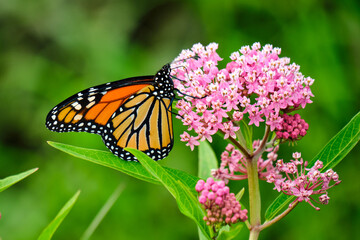 Monarch butterfly (Danaus plexippus) pollinates pink flowers