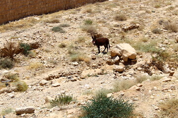 landscape with donkey cactus and mountains wildlife nature animals sky jordan life day mountain...