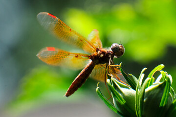 Eastern amberwing dragonfly (Perithemis tenera) perched on a flower bush