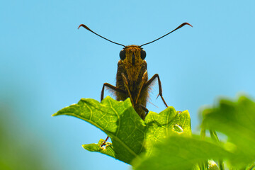 Silver-spotted skipper looks down below