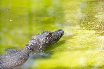 Brazilian alligator semi submerged in greenish water seen from behind