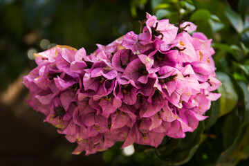 Fototapeta premium pink and white flower