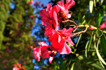 pink oleander flowers close up on blurry background
