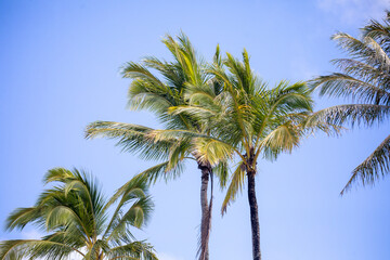 Fototapeta na wymiar palm trees on a blue sky