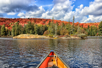 Colorful fall leaves in Algonquin provincial park 