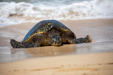 Sea Turtle on a sandy beach