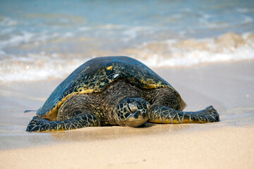 Sea Turtle on a sandy beach