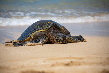 Sea Turtle on a sandy beach