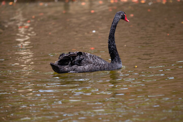 Naklejka premium Black swan swimming on calm lake surface in side selective focus.