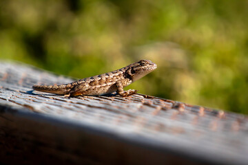 Western Fence lizard at Año Nuevo State Park