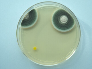 Fungi, Mold, 곰팡이 