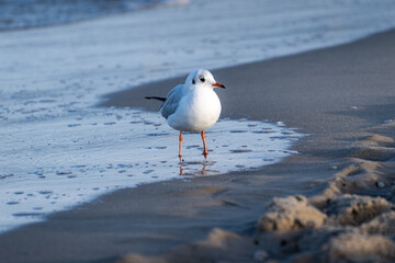 Lachmöwe am Strand am Wasser