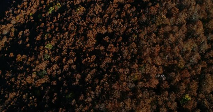 Fall aerial shots over the beech forest at Monte Terminillo, in the central Italy. The beautiful landscape of the rocky mountain and its forest coloured by the warm tones of the fall