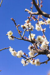 満開になった白梅の花のクローズアップ	