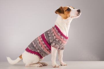 Jack russell terrier dog in a knitted woolen sweater on a white background.