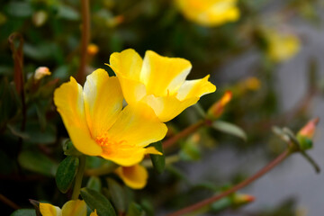yellow flowers