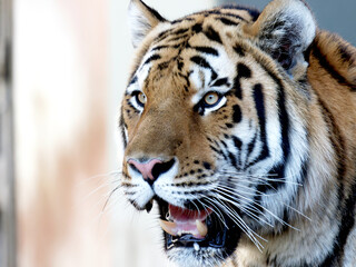 Fototapeta premium アムール虎