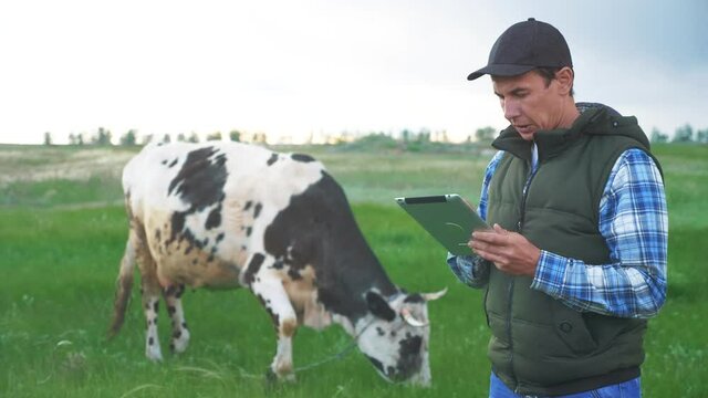 agriculture. smart farming technology. farmer milkman with a digital tablet examines the amount of milk yielded by a spotted lifestyle cow. farmer works next to a cow at a dairy farm