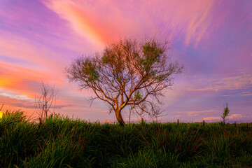 Obraz na płótnie Canvas Lonely Tree On Sunset