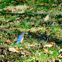 Eastern bluebird in afternoon sunlight calmly on the ground