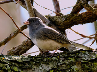 Dark eyed junco on tree branch with food on beak