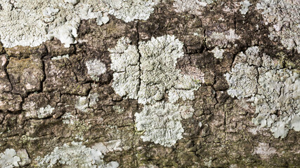 seamless outermost layer of tree bark with moss texture background, closeup view of natural wallpaper, abstract or backdrop for designing