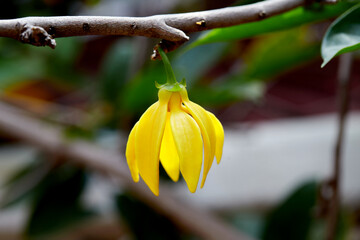 Climbing Ylang-Ylang flower blooming on tree branch