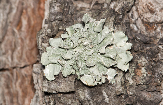 Common Greenshield Lichen (Flavoparmelia caperata) growing on pine tree bark. Composite organisms unrelated to plants that are found worldwide.