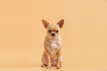 Female adorable brown chihuahua puppy sitting on a pink background.