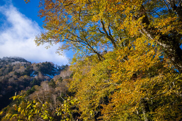 Fototapeta premium 霞沢岳、乗鞍岳、上高地、穂高岳などを見るために、長野県松本市の晩秋の雪が積もる焼岳を登山する風景 Scenery of climbing Mt. Yakedake with snow in late autumn in Matsumoto, Nagano Prefecture to see Mt. Kasumisawa, Mt. Norikura, Kamikochi and Mt. Hodaka
