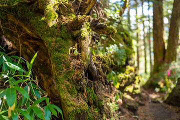 霞沢岳、乗鞍岳、上高地、穂高岳などを見るために、長野県松本市の晩秋の雪が積もる焼岳を登山する風景 Scenery of climbing Mt. Yakedake with snow in late autumn in Matsumoto, Nagano Prefecture to see Mt. Kasumisawa, Mt. Norikura, Kamikochi and Mt. Hodaka