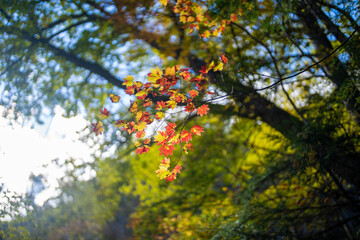 霞沢岳、乗鞍岳、上高地、穂高岳などを見るために、長野県松本市の晩秋の雪が積もる焼岳を登山する風景 Scenery of climbing Mt. Yakedake with snow in late autumn in Matsumoto, Nagano Prefecture to see Mt. Kasumisawa, Mt. Norikura, Kamikochi and Mt. Hodaka