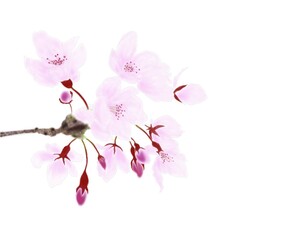 桜の枝花