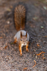 A squirrel stands on the sandy path of the park in the fall with greenery in the background