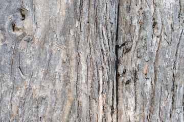 Closeup image of teak tree trunk, bark texture and detail