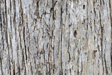 Fototapeta premium Closeup image of teak tree trunk, bark texture and detail
