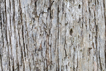 Closeup image of teak tree trunk, bark texture and detail