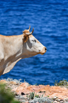 Corsican cow in profile on the Argentella beach in Haute Corse.
