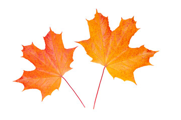 bright maple leaves isolated on a white background